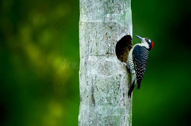 热带的啄木鸟在指已提到的人窝.黑的-具有的面颊啄木鸟,<strong>草木</strong>犀浆