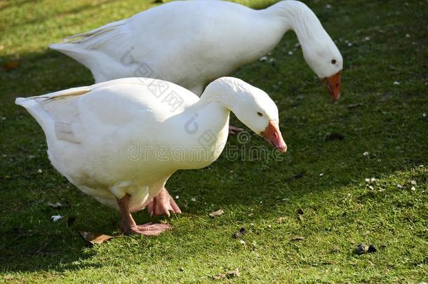 家庭的goose的复数形式大<strong>白鹅</strong>