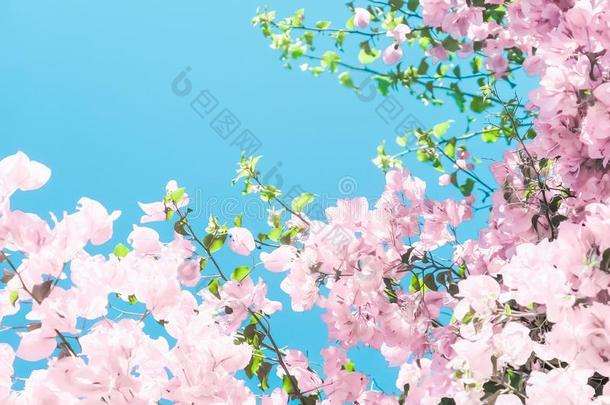 彩色粉笔粉红色的盛开的花和蓝色天采用一dre一<strong>mg</strong>一rden,floodlight泛光照明