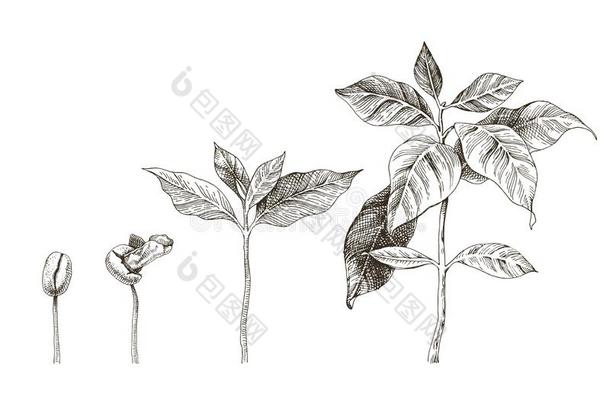 手疲惫的咖啡豆刚出芽的<strong>幼苗</strong>.4台关于<strong>生长</strong>的植物