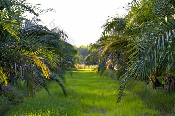 手掌油树种植园,热带的植物为<strong>个人简历</strong>柴油机生产