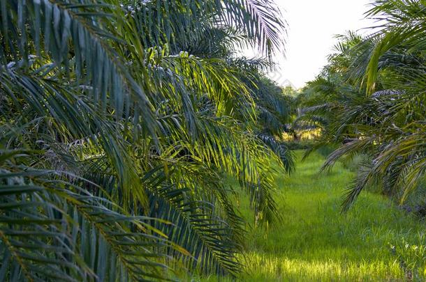 手掌油树种植园,热带的植物为<strong>个人简历</strong>柴油机生产