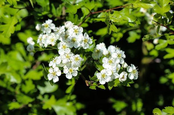 白色的花关于中部地方山楂,英语山楂(山楂LaoPeople'sRepublic老挝人民共和国