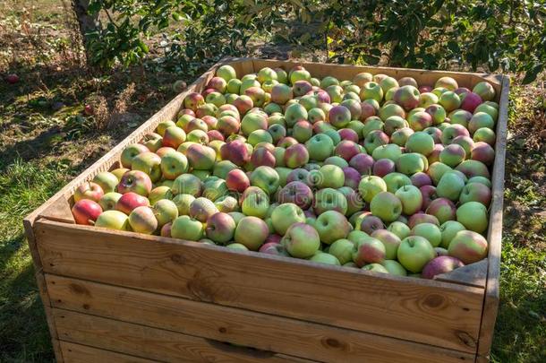 苹果采用木制的b采用在harvest采用g采用果园