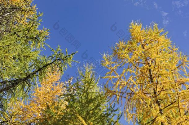 美丽的黄色的<strong>落叶</strong>松采用秋向蓝色天背景