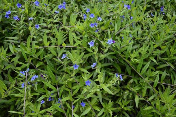 深蓝色紫色的紫草属植物