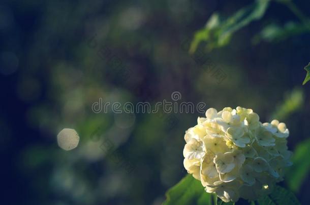 花关于白色的荚莲属的植物,喜欢杂乱,反对指已提到的人傍晚特维利