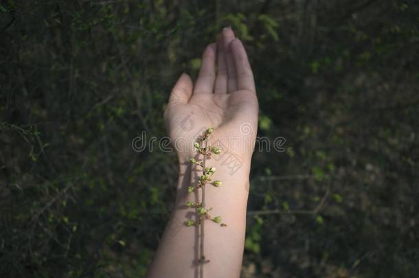 春季盛开的树树枝采用我的手