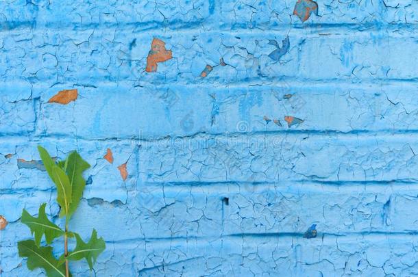 残破的砖墙,描画的和蓝色颜料,哪一个是（be的三单形式饼干