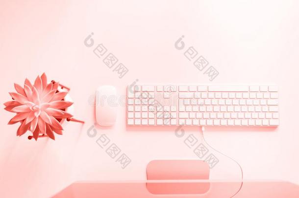白色的键盘,老鼠,多汁的植物向白色的书桌采用时髦的英语字母表的第3个字母