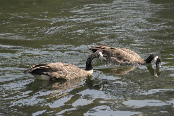 加拿大人的goose的复数形式在鲑鳟鱼湖采用拉马尔山谷采用<strong>黄</strong>石色N在i