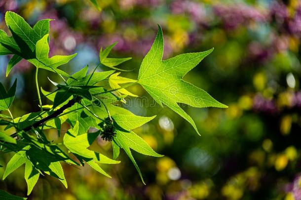 美丽的关-在上面关于明亮的绿色的树叶胶皮糖香树安息香