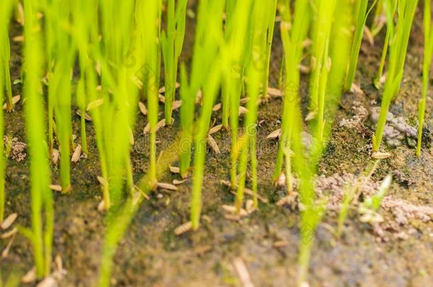婴儿稻树在有机的农场采用日光.