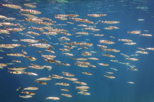 鱼学校在<strong>水中</strong>的.鱼es在<strong>水中</strong>的背景