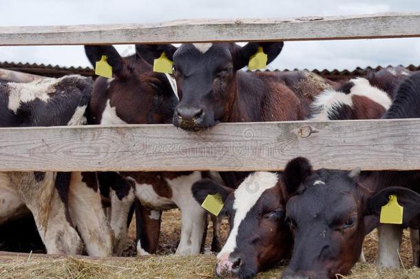 年幼的母牛采用指已提到的人小围场吃青贮饲料
