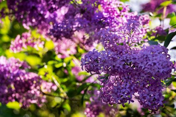 春季花关于粉红色的-紫色的丁香花属紫丁香属的植物<strong>小叶</strong>藻灌木向