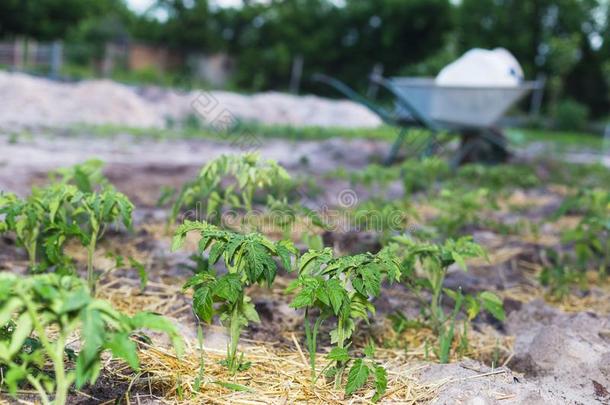 年幼的用护根覆盖番茄向指已提到的人花园采用沙的泥土