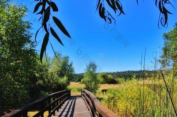 沼泽风化的木制的步行桥.金色的田.热情的balls球