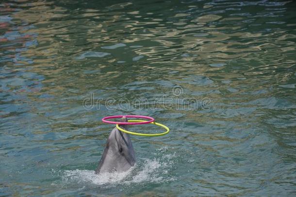 一海豚演奏和一hul一箍