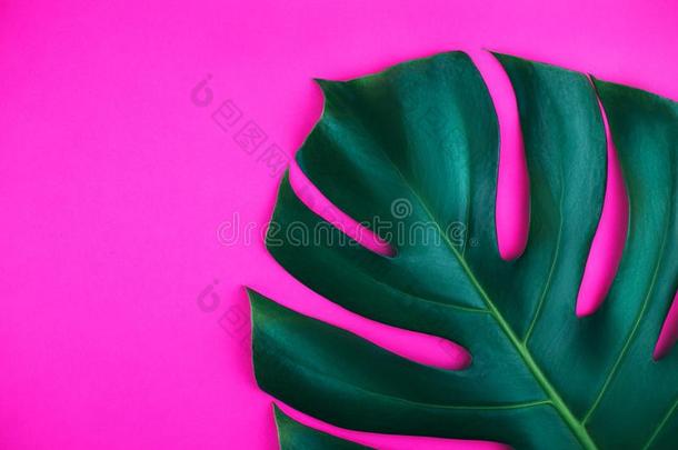 num.一热带的丛林蓬莱蕉叶子隔离的向粉红色的背景.