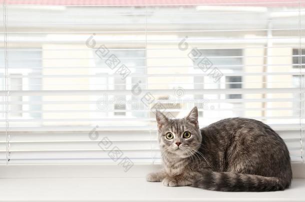 漂亮的平纹猫在近处窗窗帘向窗台在室内
