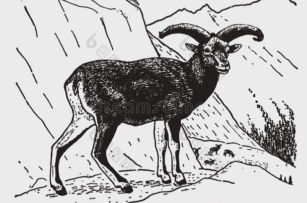 喜玛拉雅的蓝色羊或岩羊岩羊属纳约尔起立采用一亩