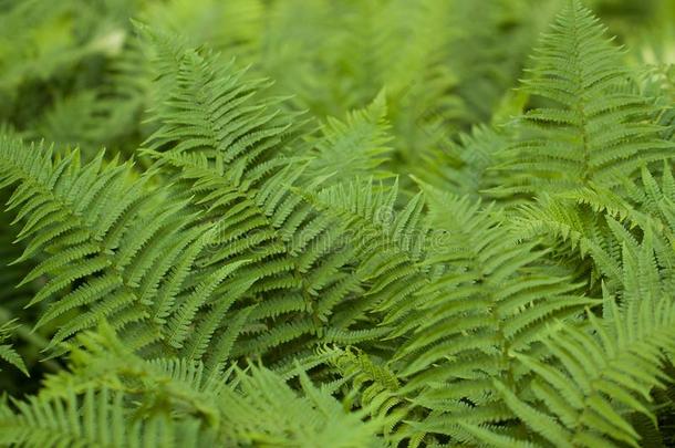 壮丽地<strong>生长</strong>的羊齿植物采用指已提到的人夏公园