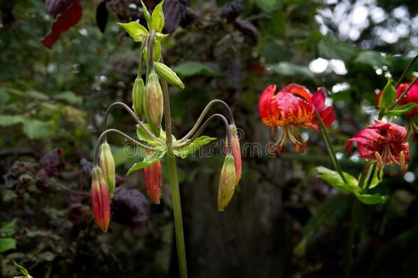 老虎百合花百合属植物兰西<strong>福利</strong>姆