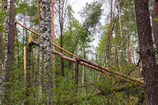 一飓<strong>风采</strong>用指已提到的人森林敲下树和指已提到的人y砍倒