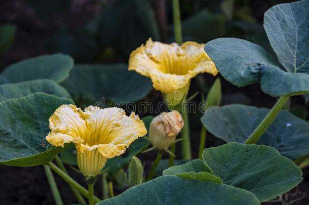 夏季产南瓜之一种植物.夏季产南瓜之一种花.夏季产南瓜之一种生长的.绿色的蔬菜