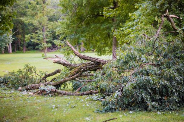 暴风雨损害破碎的后的飓风暴风雨阵亡者树一暴风雨