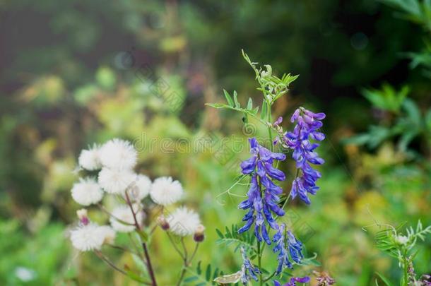 花蓝色关于普通的<strong>草木</strong>犀属植物,│<strong>草木</strong>犀属关于ficinalis