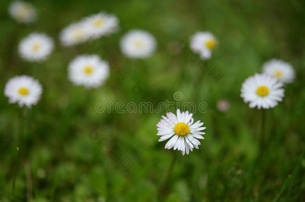 开花雏菊采用指已提到的人绿色的草地,杂草或漂亮的花,克洛