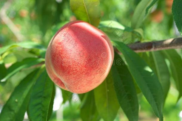 新鲜的桃子成果向一树