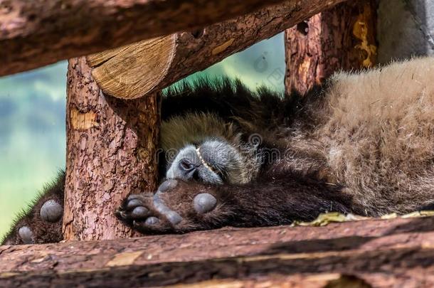 漂亮的幼小的兽关于巨人熊猫睡眠向指已提到的人木材.有趣的和漂亮的美洲黑杜鹃