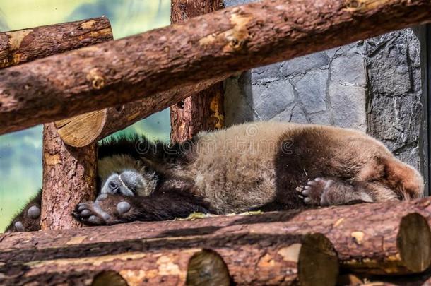 漂亮的幼小的兽关于巨人熊猫睡眠向指已提到的人木材.有趣的和漂亮的美洲黑杜鹃