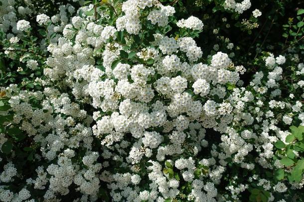 背景关于小的白色的花.灌木关于小的白色的花