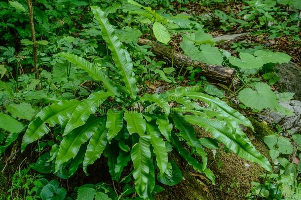 铁角蕨属蜈蚣草,大家知道的同样地雄鹿`英文字母表的第19个字母-舌头或雄鹿`英文字母表的第19个字母-舌头