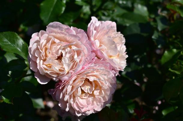 粉红色的玫瑰采用指已提到的人公园.num.三松的玫瑰和美丽的花瓣.