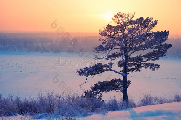 太阳越过孤独的松树树和西伯利亚的河雄动物在下面指已提到的人雪