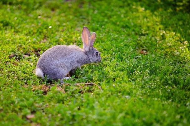 棉尾兔兔子兔子吃草