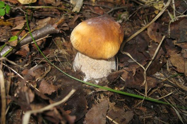 蘑菇自然美好生活夏陆地被捕食的动物