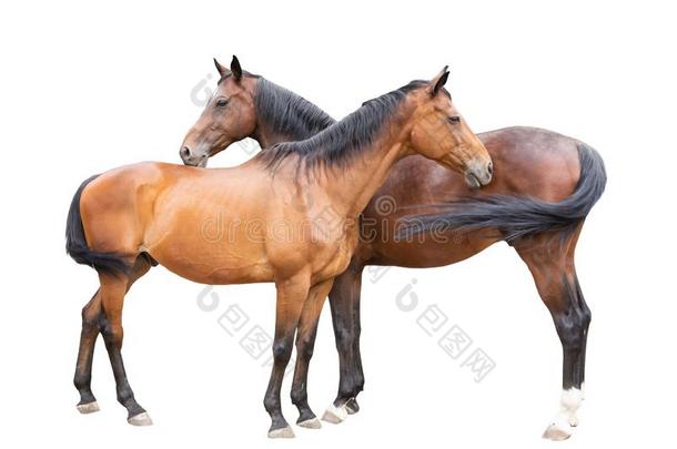 美丽的马,比赛用的马,英语比赛用的马,乌克兰人骑马