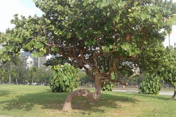 巴西苏木-俄亥俄康复研究所demand需要一月-荣耀颂歌-城市风光照片-树-公园