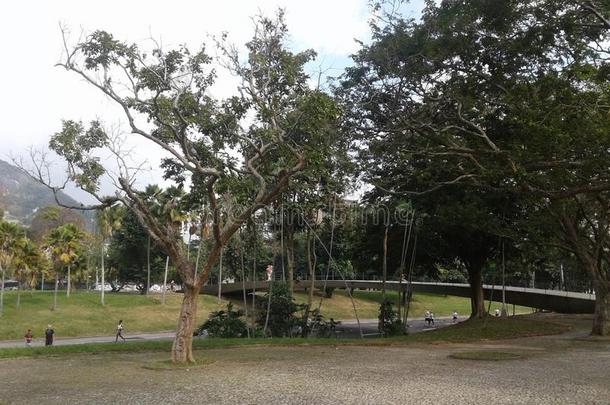 巴西苏木-俄亥俄康复研究所demand需要一月-荣耀颂歌-城市风光照片-树-公园