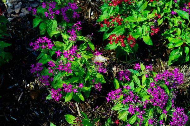 紫色的五星花属柳叶刀花