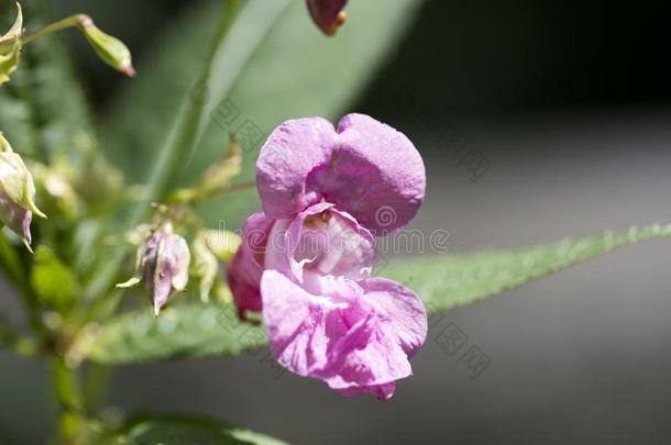 野生的花<strong>凤仙花</strong>属植物腺虫家庭<strong>凤仙花</strong>科宏指令波黑