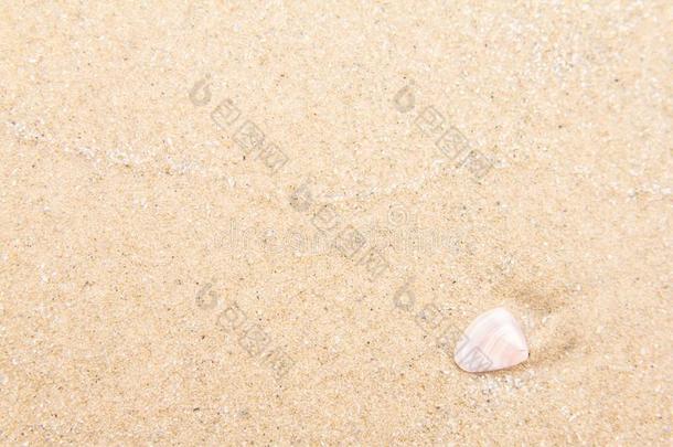 壳向沙热带的向指已提到的人海滩夏时间假日后台