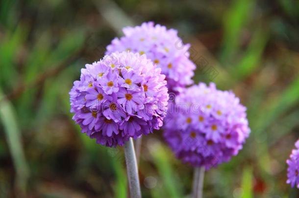 花,紫色的花,樱草属的植物软疣