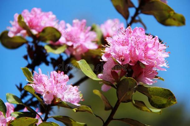 花,紫色的花,杜鹃花,杜鹃花